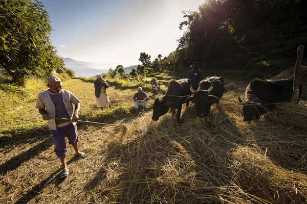 Village Nepal Листопада 2017 Люди Які Працюють Рисовому Полі Биками — стокове фото