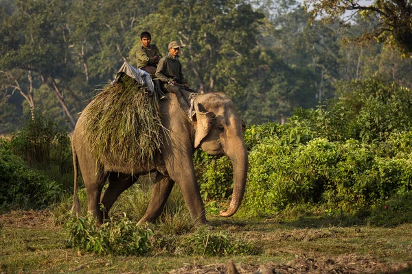 Chitwan National Park Nepal November 2017 Local People Carrying Grass — Stock Photo, Image