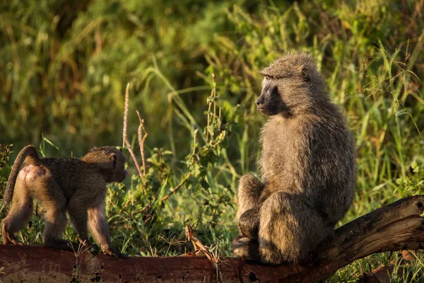 Родина Мавп Бабуїнів Полі Під Час Сафарі Національному Парку Серенгеті Стокове Зображення