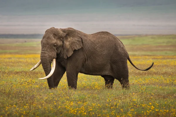 Elefante Che Mangia Erba Durante Safari Nel Parco Nazionale Ngorongoro Foto Stock Royalty Free