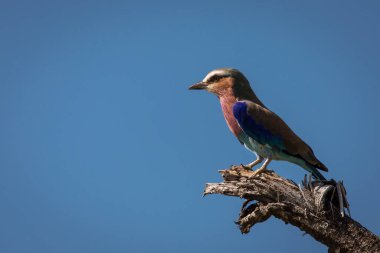 Tarangire Ulusal Parkı, Tanzani 'de safari sırasında ağaçta oturan renkli leylak göğüslü bir patenci.