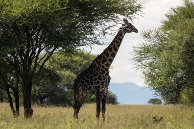 Tarangire Ulusal Parkı, Tanzanya 'da safari sırasında kameraya bakan bir zürafanın portresi