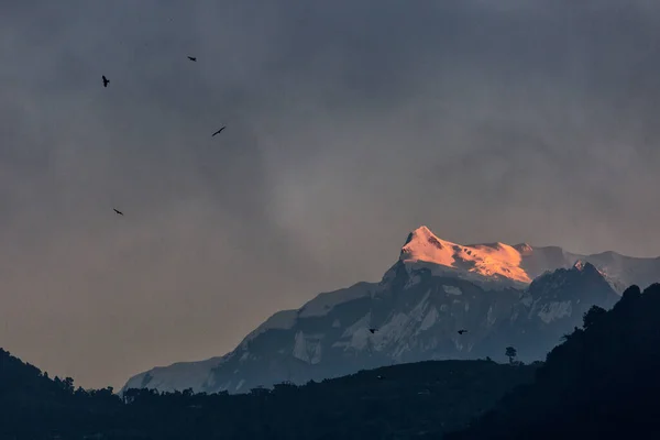 Aquile Che Volano Con Montagne Dell Himalaya Sullo Sfondo Nepal — Foto Stock