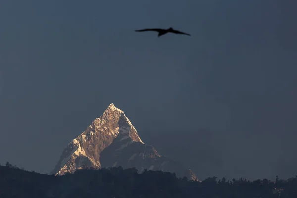 Aquila Che Sorvola Montagna Sacra Dell Himalaya Vetta Machapuchare Nepal — Foto Stock