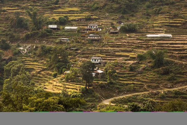 Mooie Rijstvelden Trekking Annapurna Cirquit Nepal — Stockfoto