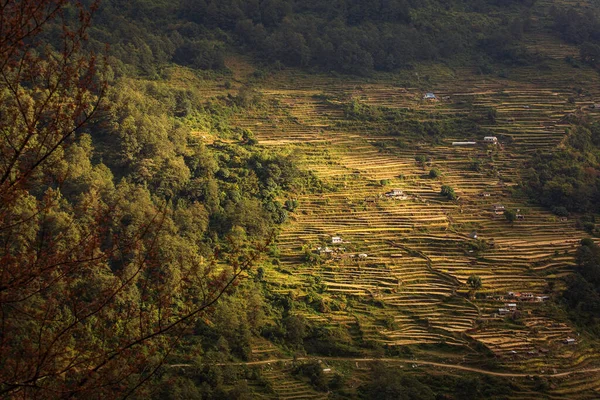 Mooie Rijstvelden Trekking Annapurna Cirquit Nepal — Stockfoto