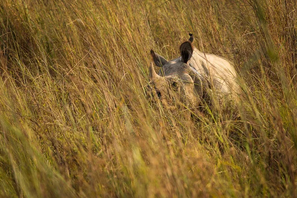 Rhino Hierba Parque Nacional Chitwan Nepal — Foto de Stock