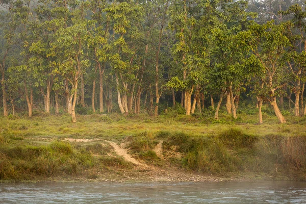 Paesaggio Con Fiume Mattino Con Nebbia Chitwan National — Foto Stock