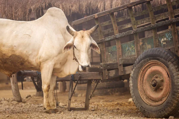 Cow Chitwan National Park Nepal — Stock Photo, Image