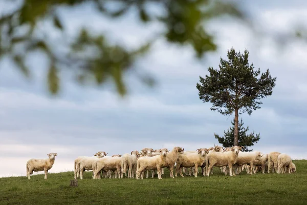 Schapen Het Platteland Met Groene Achtergrond Creëren Een Prachtig Landschap — Stockfoto