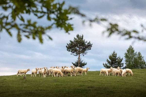 緑の背景を持つ国側の羊が美しい風景を作り出します — ストック写真