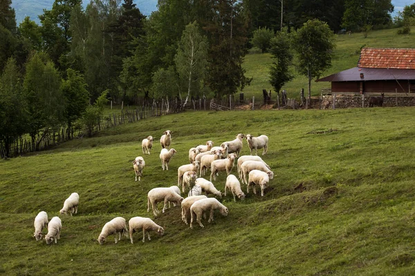 Moutons Sur Côté Campagne Avec Fond Vert Créant Beau Paysage — Photo