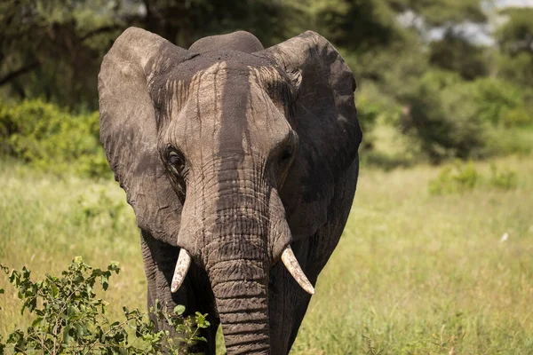 Hermosos Elefantes Durante Safari Parque Nacional Tarangire Tanzania — Foto de Stock