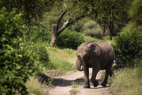 Hermosos Elefantes Durante Safari Parque Nacional Tarangire Tanzania — Foto de Stock