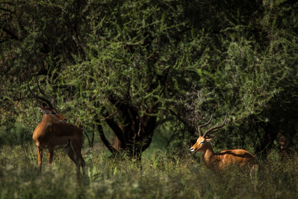 Closeup of Impala image taken on Safari located in the Tarangire, National park, Tanzani