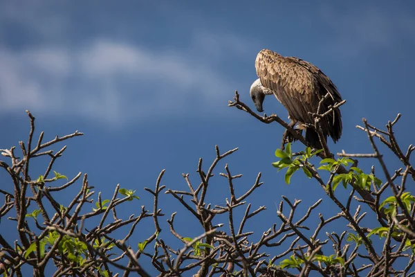 Aguila Sentada Árbol Safari Parque Nacional Tarangire Tanzani — Foto de Stock