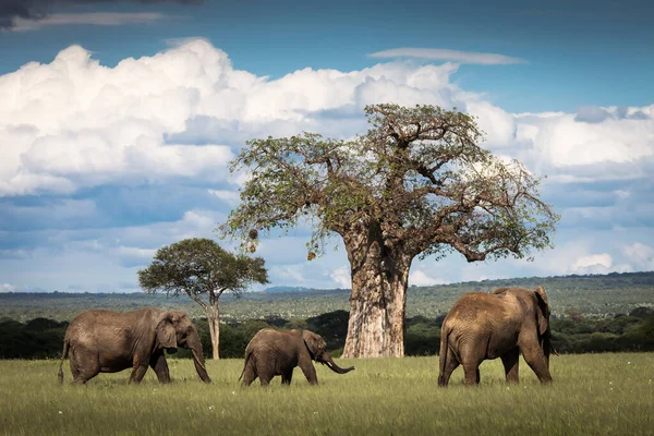 Krásní Sloni Během Safari Národním Parku Tarangire Tanzanie Stromy Pozadí — Stock fotografie