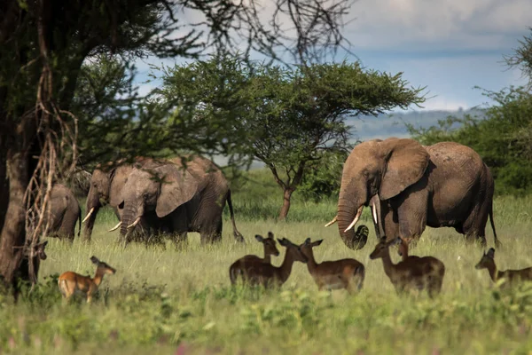 Hermosos Elefantes Impalas Durante Safari Parque Nacional Tarangire Tanzania Con — Foto de Stock