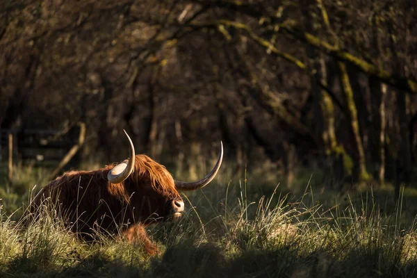 Vaca Montañosa Peluda Isla Skye Scotlan — Foto de Stock