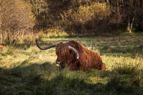 Furry Highland Cow Isle Skye Szkocja — Zdjęcie stockowe