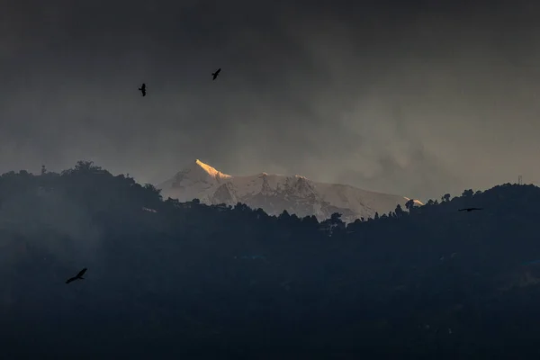Aquile Che Volano Con Montagne Dell Himalaya Sullo Sfondo Nepal Foto Stock Royalty Free