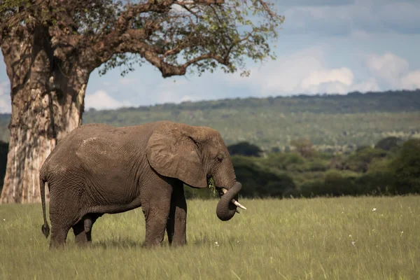 탄자니아의 과이어 공원에서 나무를 배경으로 사파리에 아름다운 코끼리들 로열티 프리 스톡 이미지