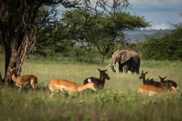 탄자니아의 과이어 공원에서 나무가 보이는 사파리를 아름다운 코끼리와 임팔라 스톡 사진