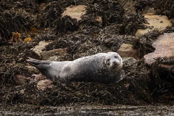 Шотландії Тюлень Порт Стоїть Великому Ліжечку Морських Водоростей Стокове Зображення