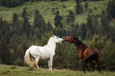 Arka planda köknar ağaçları olan yeşil bir arazide oynayan iki güzel at. Comanesti, Romanya.
