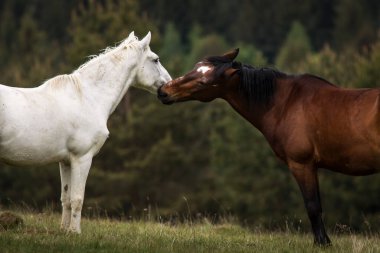 Arka planda köknar ağaçları olan yeşil bir arazide oynayan iki güzel at. Comanesti, Romanya.