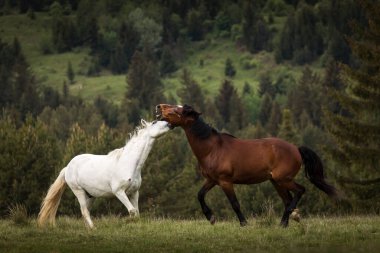 Arka planda köknar ağaçları olan yeşil bir arazide oynayan iki güzel at. Comanesti, Romanya.
