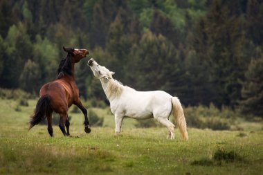 Arka planda köknar ağaçları olan yeşil bir arazide oynayan iki güzel at. Comanesti, Romanya.