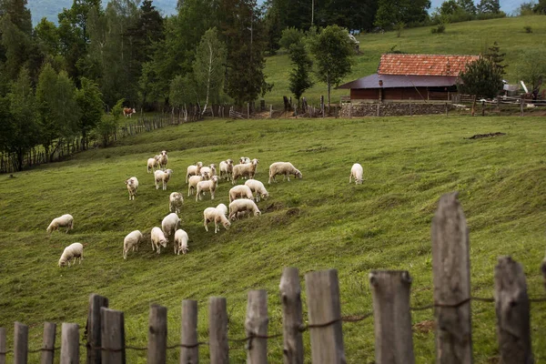 Moutons Sur Côté Campagne Avec Fond Vert Créant Beau Paysage — Photo