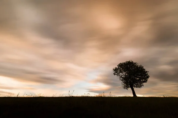 Single Tree Amazing Colourful Motion Clouds Background — Stock Photo, Image