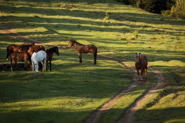 Belos Cavalos Uma Paisagem Verde Comanesti Roménia — Fotografia de Stock