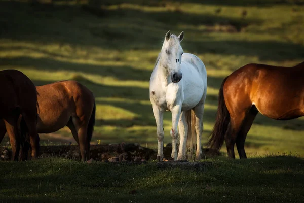 Bellissimi Cavalli Paesaggio Verde Comanesti Romania — Foto Stock