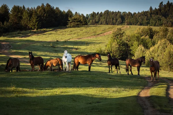 Piękne Konie Zielonym Krajobrazie Comanesti Rumunia — Zdjęcie stockowe