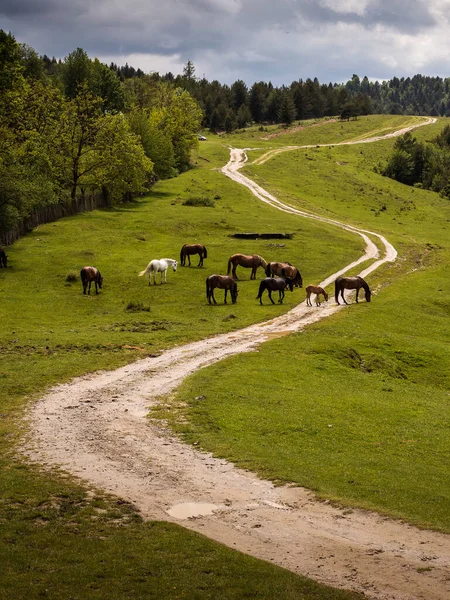 Belos Cavalos Uma Paisagem Verde Comanesti Roménia — Fotografia de Stock