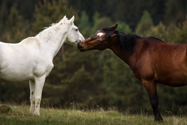 Arka planda köknar ağaçları olan yeşil bir arazide oynayan iki güzel at. Comanesti, Romanya.