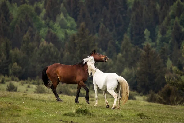 Belos Dois Cavalos Brincando Uma Paisagem Verde Com Abetos Fundo — Fotografia de Stock