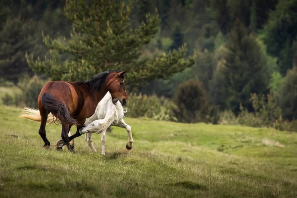 Beautiful Two Horses Playing Green Landscape Fir Trees Background Comanesti — Stock Photo, Image