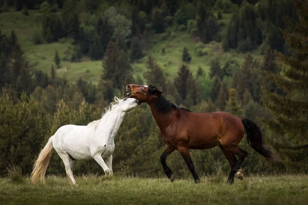 Beautiful Two Horses Playing Green Landscape Fir Trees Background Comanesti Stock Image
