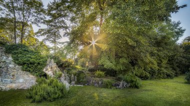 Güneş bitkiler ve ağaçlar