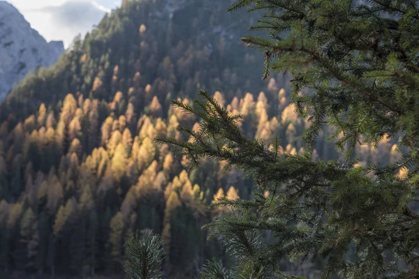 montagna sole autunno alberi colori