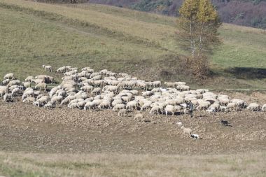 keçi koyun yeşil alana akın