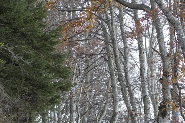 Otoño Árbol Follaje Plantas Montaña —  Fotos de Stock