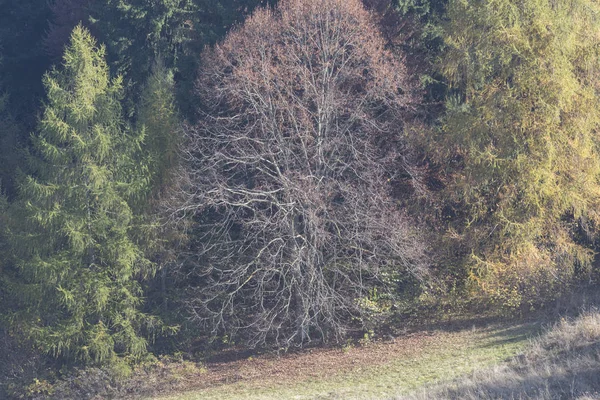 Otoño Árbol Follaje Plantas Montaña — Foto de Stock