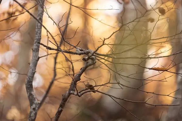 Őszi Dekorációként Kísérő Növényként Mountain — Stock Fotó