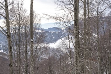kar yolu ve ağaçlar çıplak