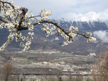 yung bahar ve horizo dağına kar çiçeği
